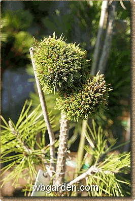 wbagrden dwarf Pinus mugo